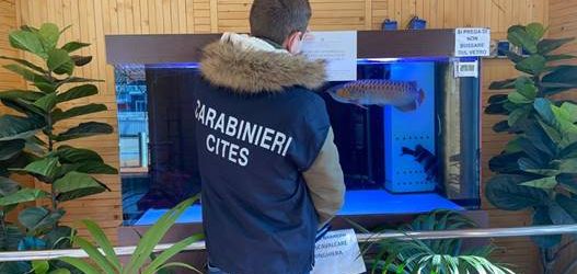 Carabinieri salvano raro esemplare di Pesce Dragone da commercio illecito