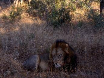 Pakistan, leone cresciuto in casa scappa e finisce in strada a Lahore: 3 feriti