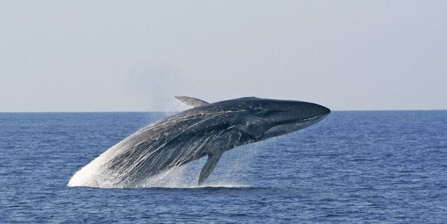Curiosità dal mare: un “tappo carnoso” permette alla balenottera di mangiare senza strozzarsi