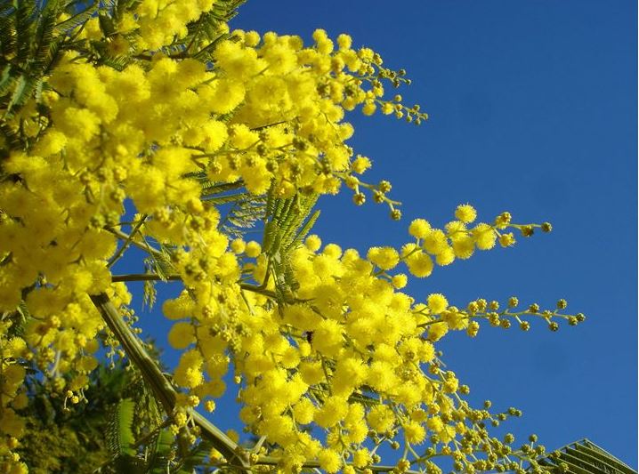 Coldiretti, mimose fiorite un mese prima: “Il clima è in tilt”