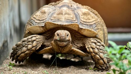 Usa, a portare le fedi al matrimonio è la tartaruga di famiglia: un’eternità per raggiungere l’altare