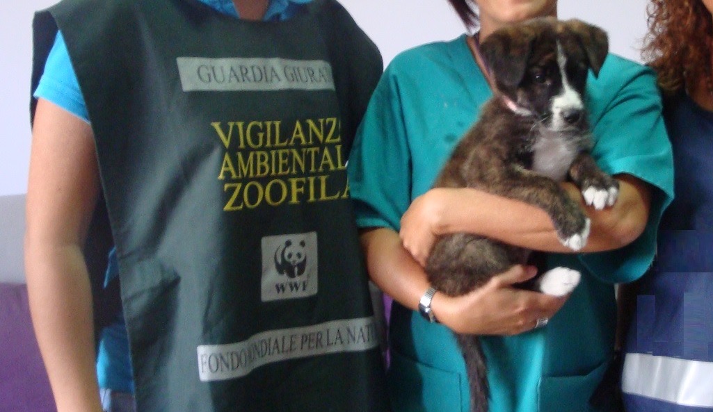 Nel nisseno, guardie zoofile WWF: cani senza microchip, controlli e multe