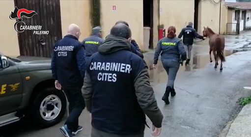Sicilia, corse clandestine di cavalli a Palermo: denunciato fantino