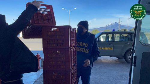 Sicilia, Corpo forestale: donati alla Caritas 950 chili di arance sequestrate