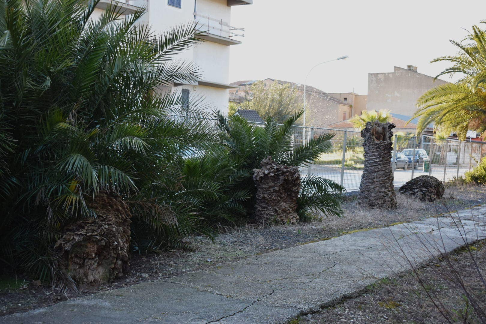 Sommatino, al via i lavori per la messa in sicurezza delle alberature delle aree comunali