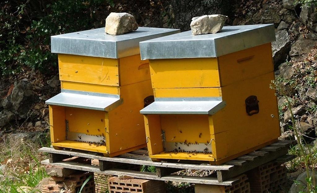 Sicilia, apicoltura: governo Musumeci supporta il settore con l’aumento della quota di carburante agevolato