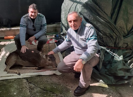 Nel Parco delle Madonie salvato dai volontari del Corpo Forestale un daino rimasto ferito
