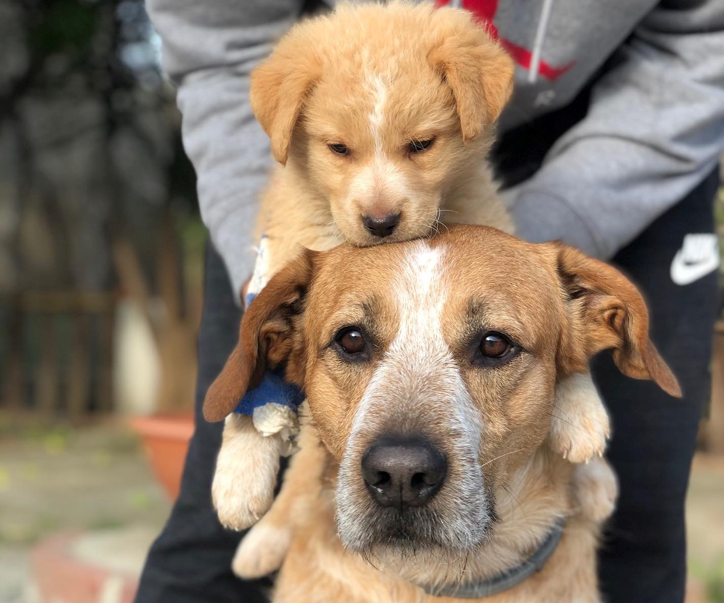 Il sindaco Roberto Gambino elogia pagina Facebook “Randagini sotto un tetto Caltanissetta”: <Il lavoro che svolgono è encomiabile>