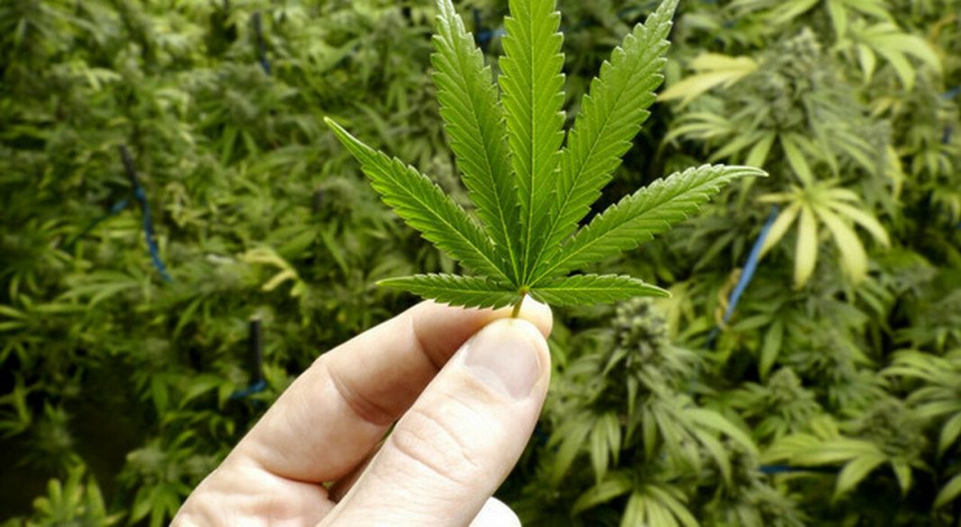 La Corte Costituzionale dichiara inammissibile il Referendum sulla cannabis