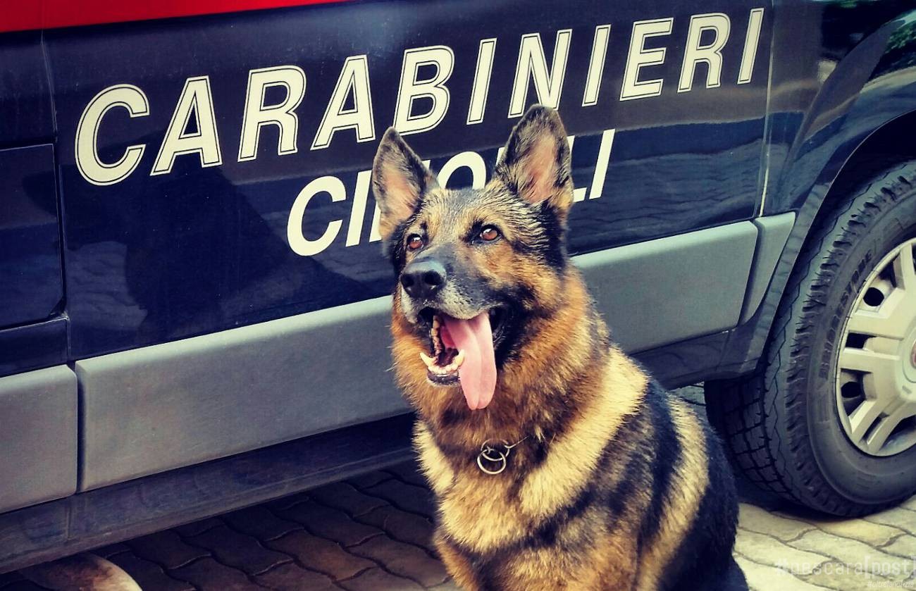 Sicilia, i cani antidroga King e Riley fiutano una “rivendita” domestica