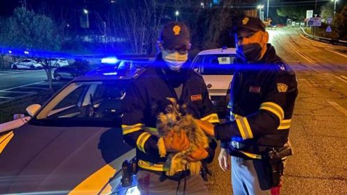 Due poliziotti salvano “Piccoletta” che, ferita e infreddolita, vagava sul ciglio dell’autostrada