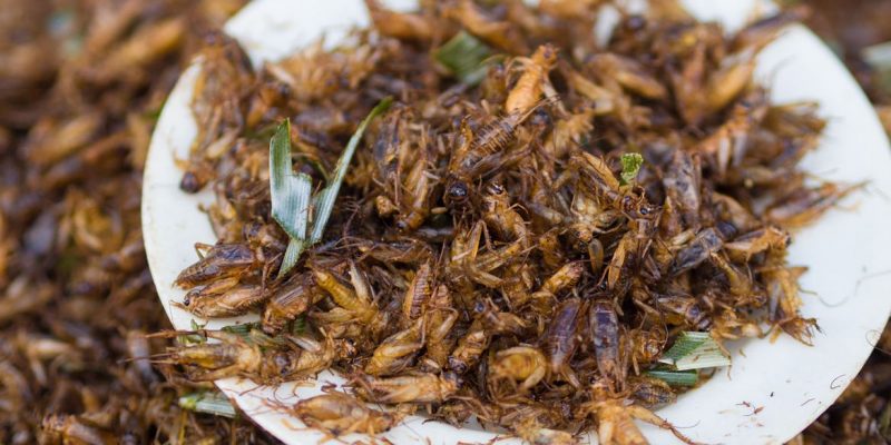 Rassegna Stampa: UE autorizza la commercializzazione di grilli come alimento