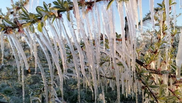 Maltempo: gelo sulle mimose, allarme anche per frutta e verdura