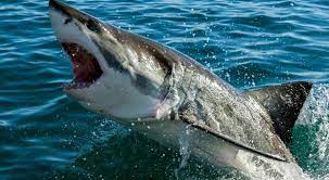 Australia, 16enne uccisa da uno squalo in un fiume