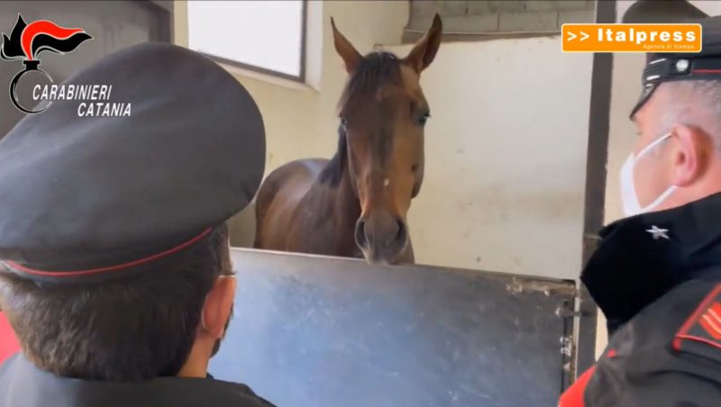 Corse clandestine di cavalli all’ombra della mafia, 3 denunce nel catanese