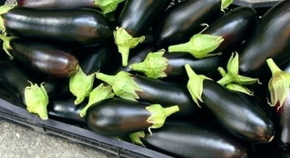 Costi produzione e logistica fanno esplodere prezzi ortofrutta: all’ingrosso melanzane +121% in 1 anno