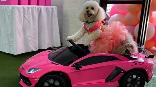 Il cane che ha un guardaroba da 67mila euro, la ciotola Tiffany e una Lamborghini rosa
