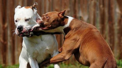 Sicilia, blitz a Canicattì: combattimenti illegali di cani, denunciate 23 persone