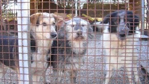 San Cataldo. Indetta dal Comune gara per affidamento del servizio di cattura, ricovero e cura cani