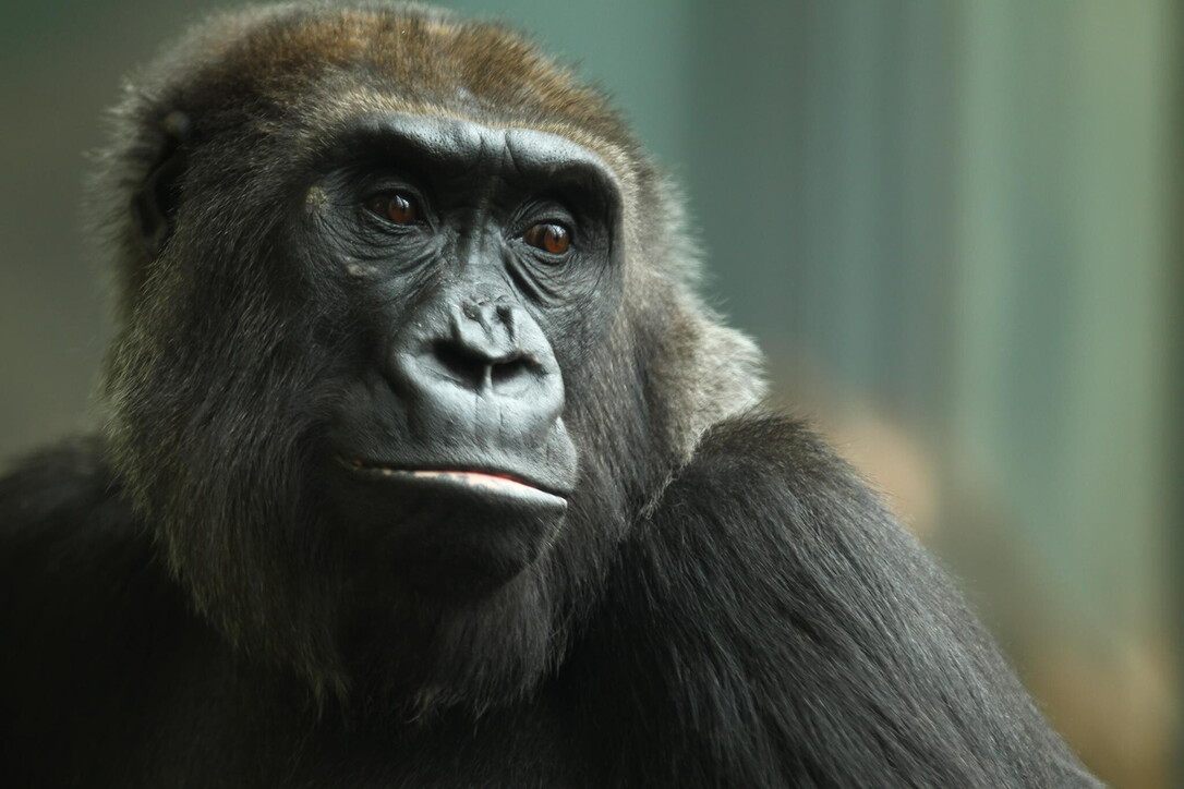 Un gorilla “smartphone addicted” allo zoo di Chicago: non riesce a staccare gli occhi dagli schermi dei cellulari