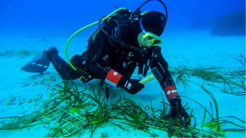 Tutela dei mari, al via il progetto “Save the wave” di E.ON e Ioc-Unesco
