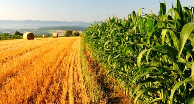 Agricoltura in Sicilia. Governo regionale annuncia arrivo di 120 milioni a sostegno del settore agricolo
