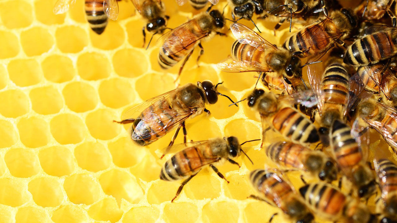 Siccità, Coldiretti: addio a 1 vaso di miele su 4. Solo 23 mln di chili