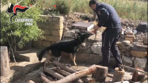 Sicilia, Carabinieri trovano droga e armi grazie al fiuto del cane Ivan