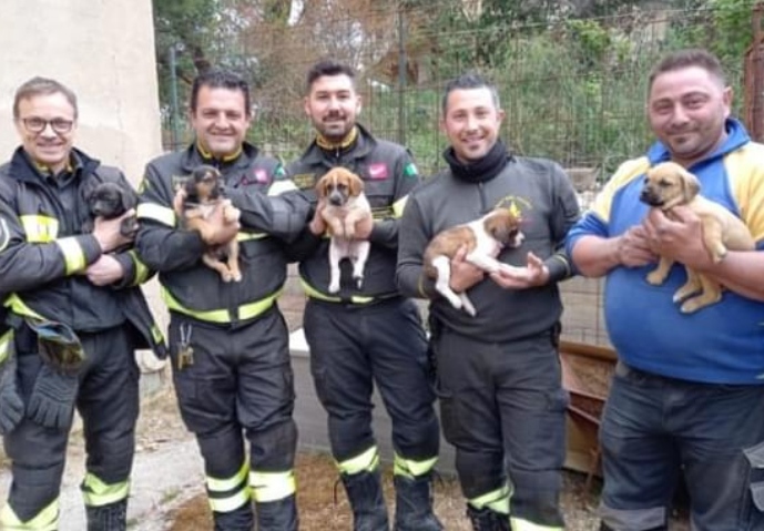 Caltanissetta, cagnolini scivolano in intercapedine: salvati da vigili del fuoco