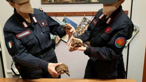 Sicilia, trenta tartarughe di specie protetta in auto: due denunce