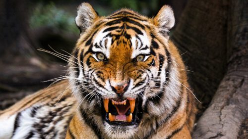 Sicilia, Ragusa: tigre fugge da circo e uccide pony