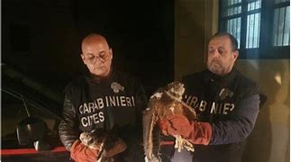 Sicilia: sequestrati dai carabinieri forestali due aquilotti del Bonelli