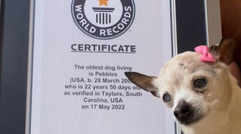 Ecco il cane più vecchio del mondo: si chiama Pebbles e ha 22 anni