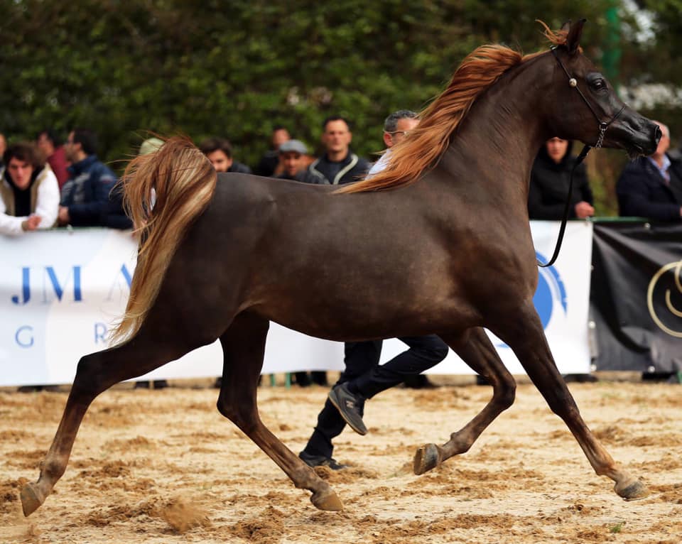 Sicilia, sport equestri: sabato e domenica la “Fiera mediterranea del cavallo” per la prima volta all’ippodromo di Palermo
