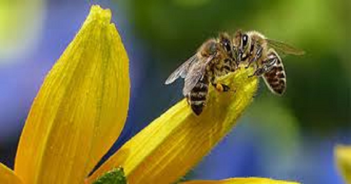 Coldiretti, SOS api: dimezzato il raccolto del miele del 2022
