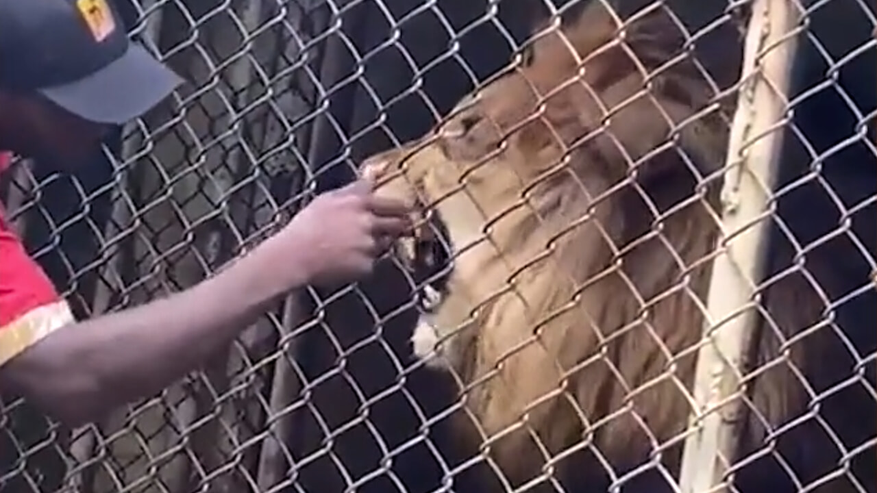 Infastidisce il leone allo zoo e lui gli strappa via un dito davanti ai visitatori