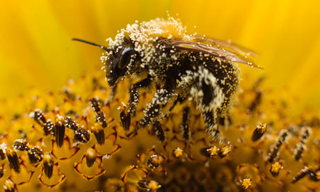 Api, allarme WWF: 40% specie impollinatori rischiano estinzione, addio cibo