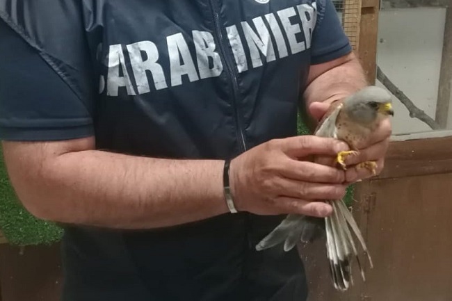 Nell’Ennese ancora un bracconiere è finito nella rete dei Carabinieri Forestali