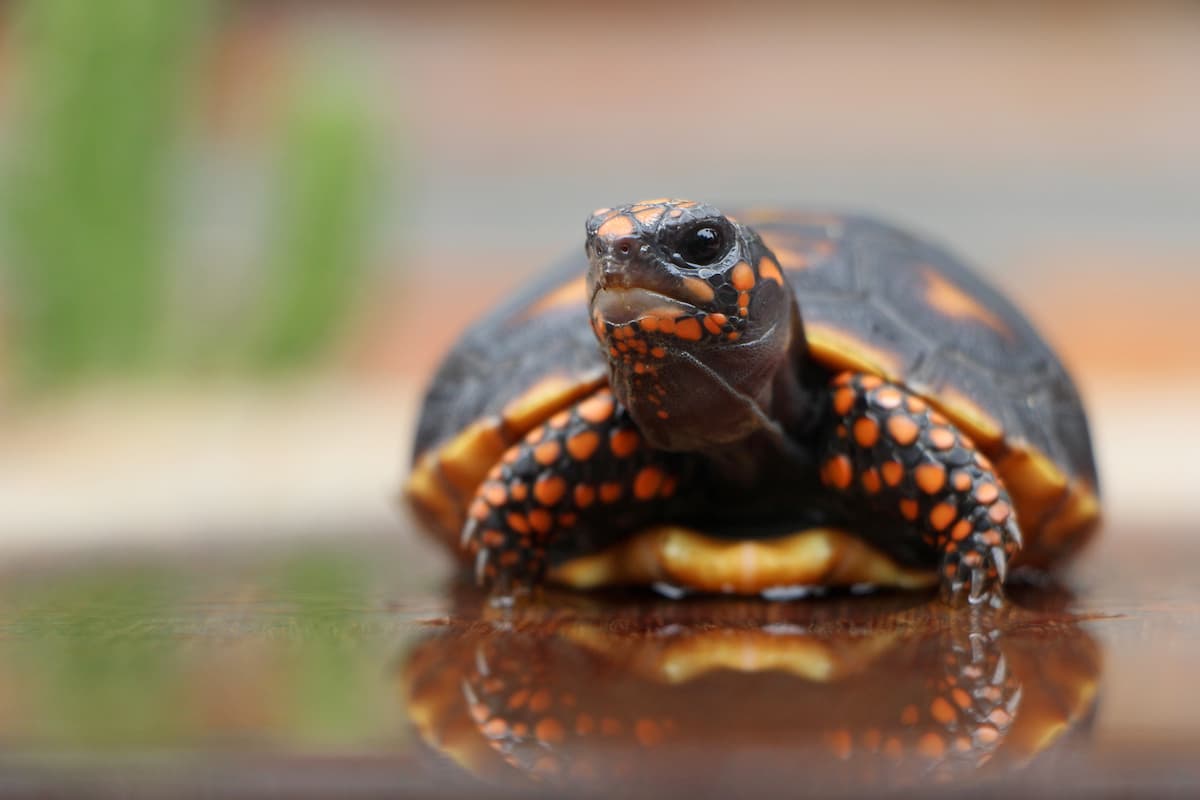 Famiglia ritrova tartaruga sparita dalla propria abitazione 30 anni prima
