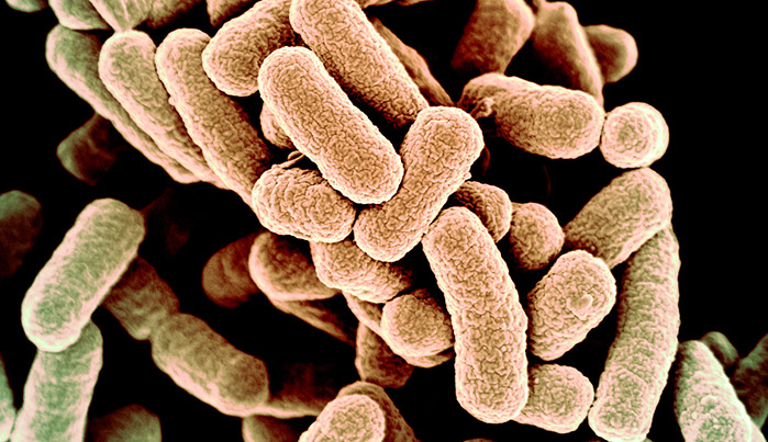 Trovata infezione batterica in mummia italiana dopo 5 secoli
