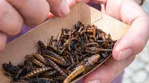 Ricerca inglese propone insetti e larve nelle mense delle scuole elementari: “Nuova fonte di proteine”