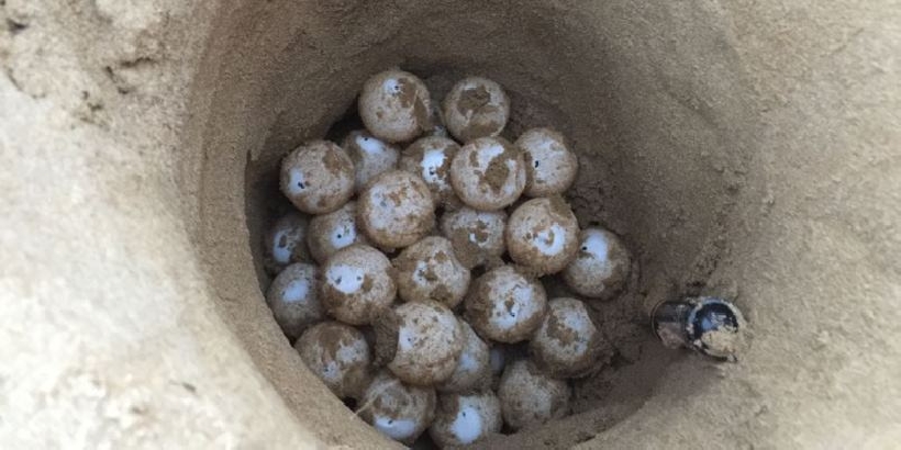 Ritrovato dalla Capitaneria di Porto di Gela nido di tartaruga Caretta Caretta con più di cento uova