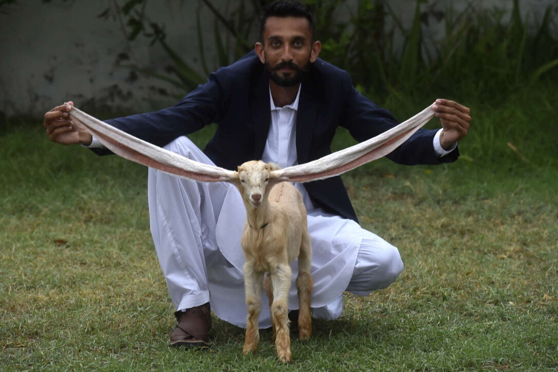 In Pakistan la capra con le orecchie più lunghe del mondo diventa una star