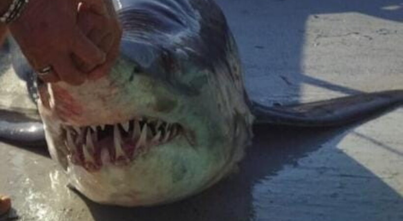 Squalo bianco ritrovato nelle reti di un peschereccio a Licata