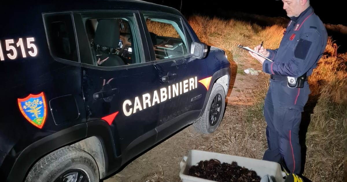 Sicilia, Siracusa: pesca abusiva, sequestrati 50 kg ricci di mare