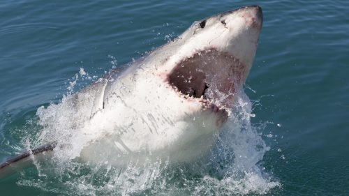 Squali nel Mediterraneo e nel canale di Sicilia: le specie più affascinanti dei mari italiani