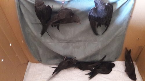 San Cataldo. Sette rondoni accuditi da Lia Saporito hanno spiccato il volo tornando liberi nel loro habitat naturale