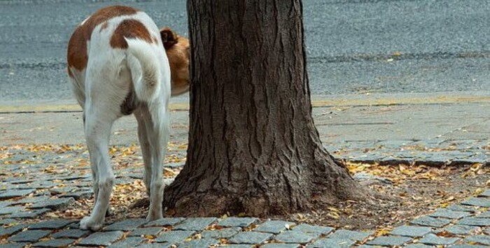 Disegno di legge sul randagismo. Anci Sicilia: “Il testo preveda sostegno finanziario ai Comuni ed efficace coordinamento con le Asp”