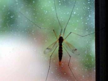 Che sangue piace alle zanzare? ‘Mappa geografica’ svela chi è nel mirino
