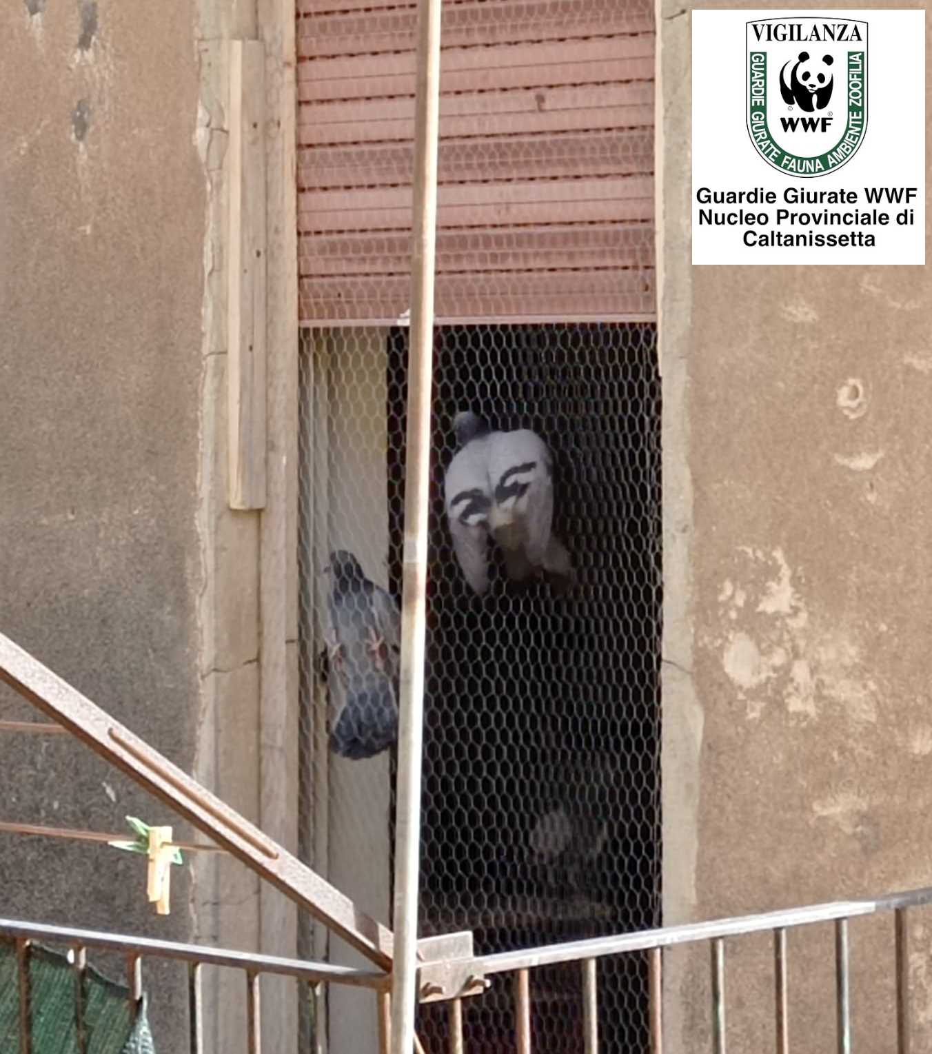 San Cataldo. Le Guardie zoofile WWF hanno liberato colombe rimaste intrappolate in un appartamento disabitato